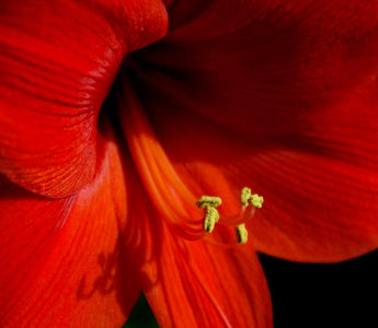 Give an Amaryllis – The Perfect Christmas Gift