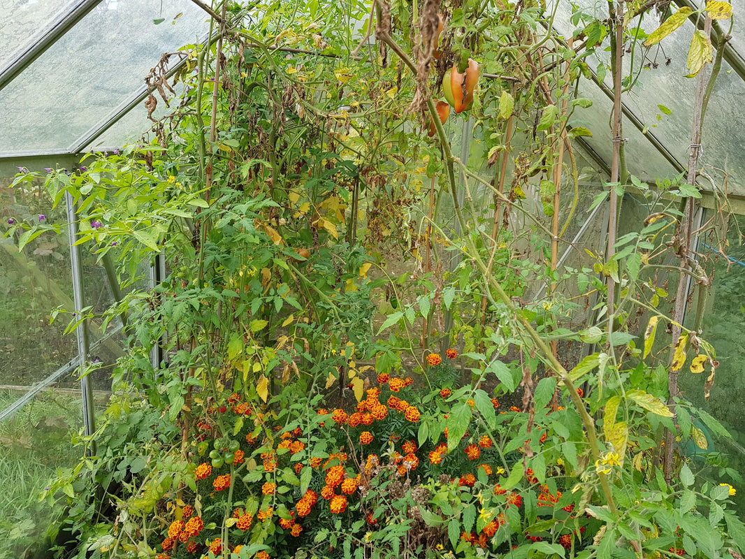 How to save your own tomato seed