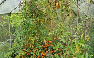 How to save your own tomato seed