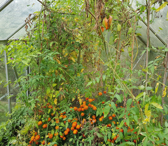 How to save your own tomato seed