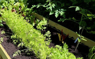 Getting ready for the second crop