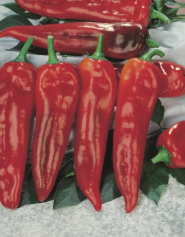 How to grow aubergines, peppers, cucumbers, squashes and other fruiting vegetables