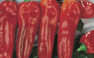 How to grow aubergines, peppers, cucumbers, squashes and other fruiting vegetables