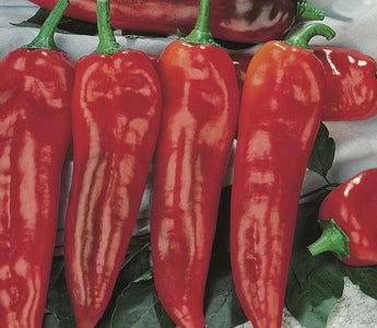 How to grow aubergines, peppers, cucumbers, squashes and other fruiting vegetables
