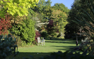 What to plant in Autumn?  Trees & Shrubs