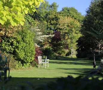 What to plant in Autumn?  Trees & Shrubs