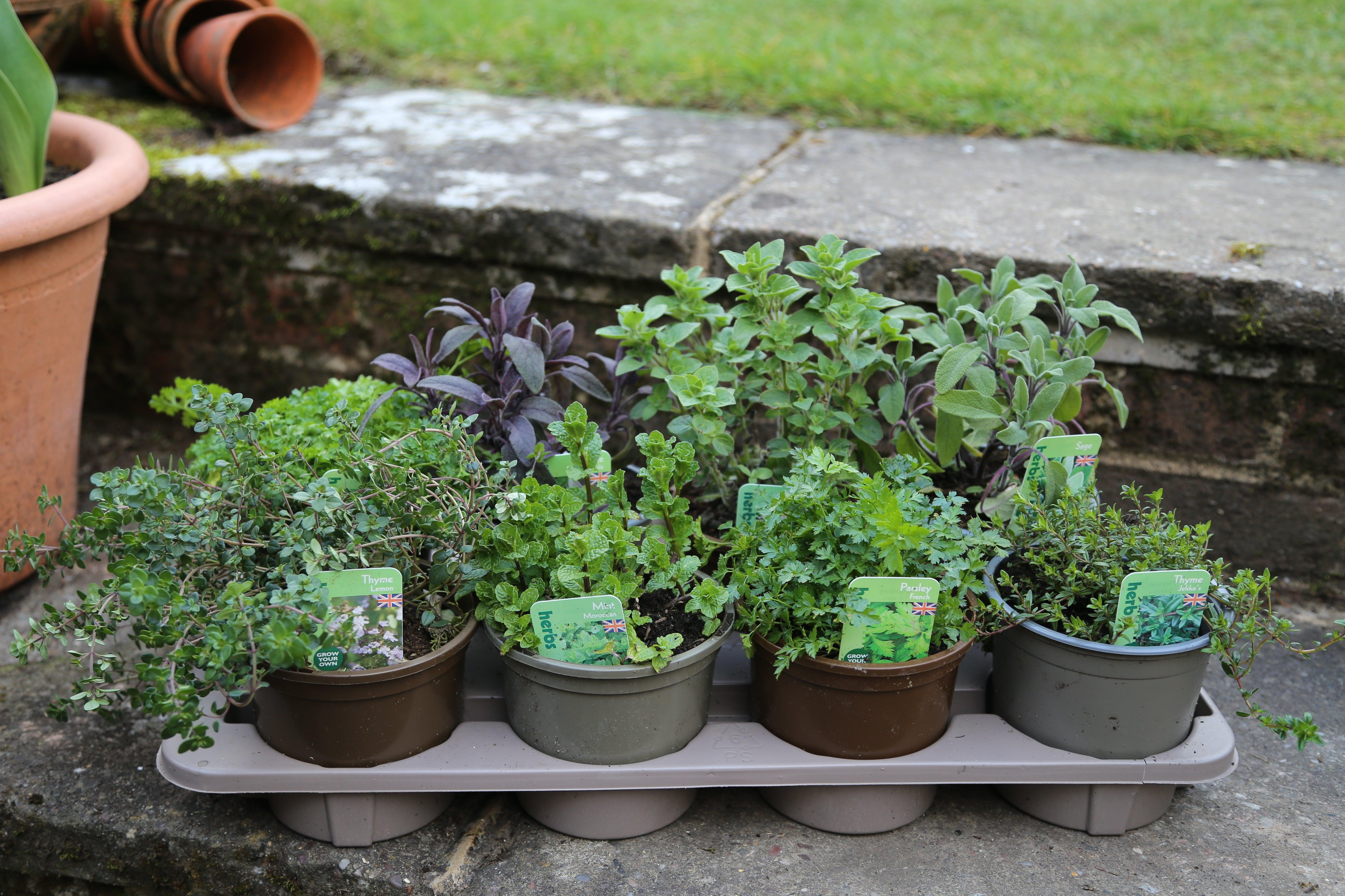 Essential herbs