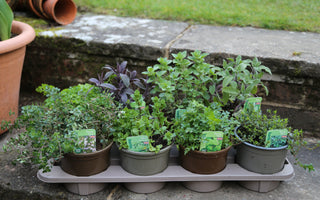 Essential herbs