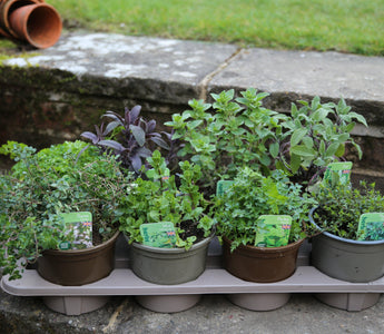 Essential herbs
