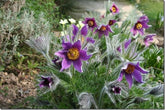 Gardening for wildlife &ndash; Early Nectar and pollen sources for your garden