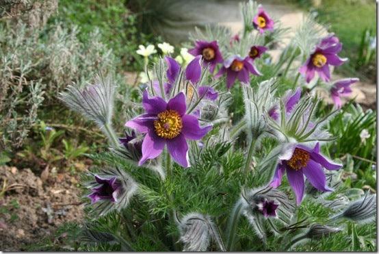 Gardening for wildlife &ndash; Early Nectar and pollen sources for your garden