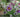 Gardening for wildlife &ndash; Early Nectar and pollen sources for your garden