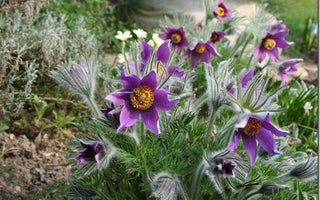 Gardening for wildlife &ndash; Early Nectar and pollen sources for your garden