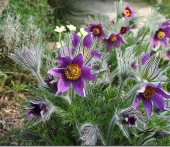 Gardening for wildlife &ndash; Early Nectar and pollen sources for your garden