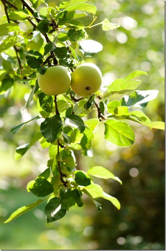 How to grow your own apples