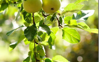 How to grow your own apples