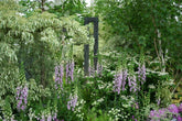 Chelsea Flower Show, and ten risks worth taking in the garden