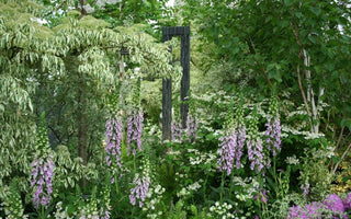 Chelsea Flower Show, and ten risks worth taking in the garden