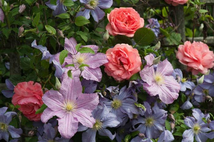 The Clematis & Rose Combo