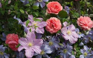 The Clematis & Rose Combo