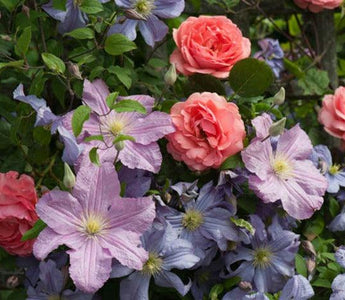 The Clematis & Rose Combo