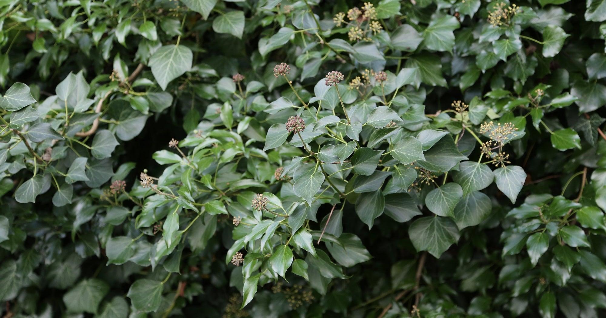 In Praise Of Ivy