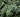 In Praise Of Ivy