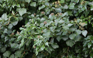 In Praise Of Ivy