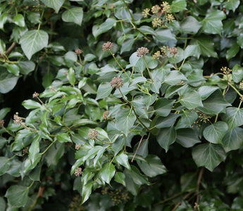 In Praise Of Ivy