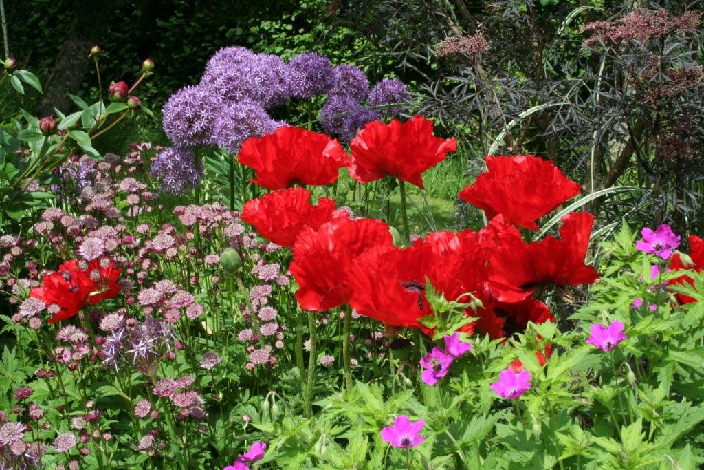 Peonies, poppies and irises: bold blooms of the summer border