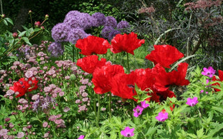 Peonies, poppies and irises: bold blooms of the summer border