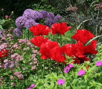 Peonies, poppies and irises: bold blooms of the summer border