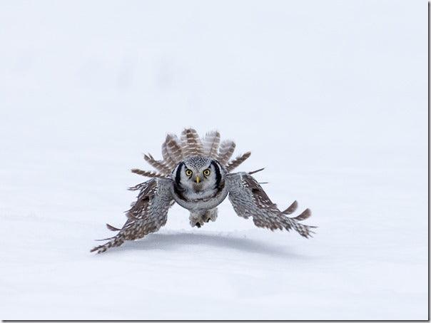 Understanding Autofocus: Sharper Shots In No Time