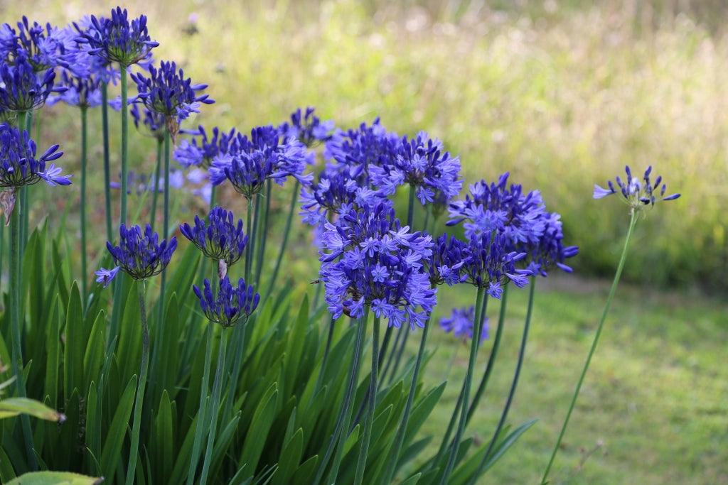 Top 10 Later Summer Gardening Jobs
