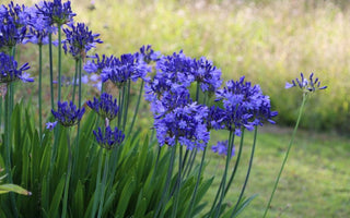 Top 10 Later Summer Gardening Jobs