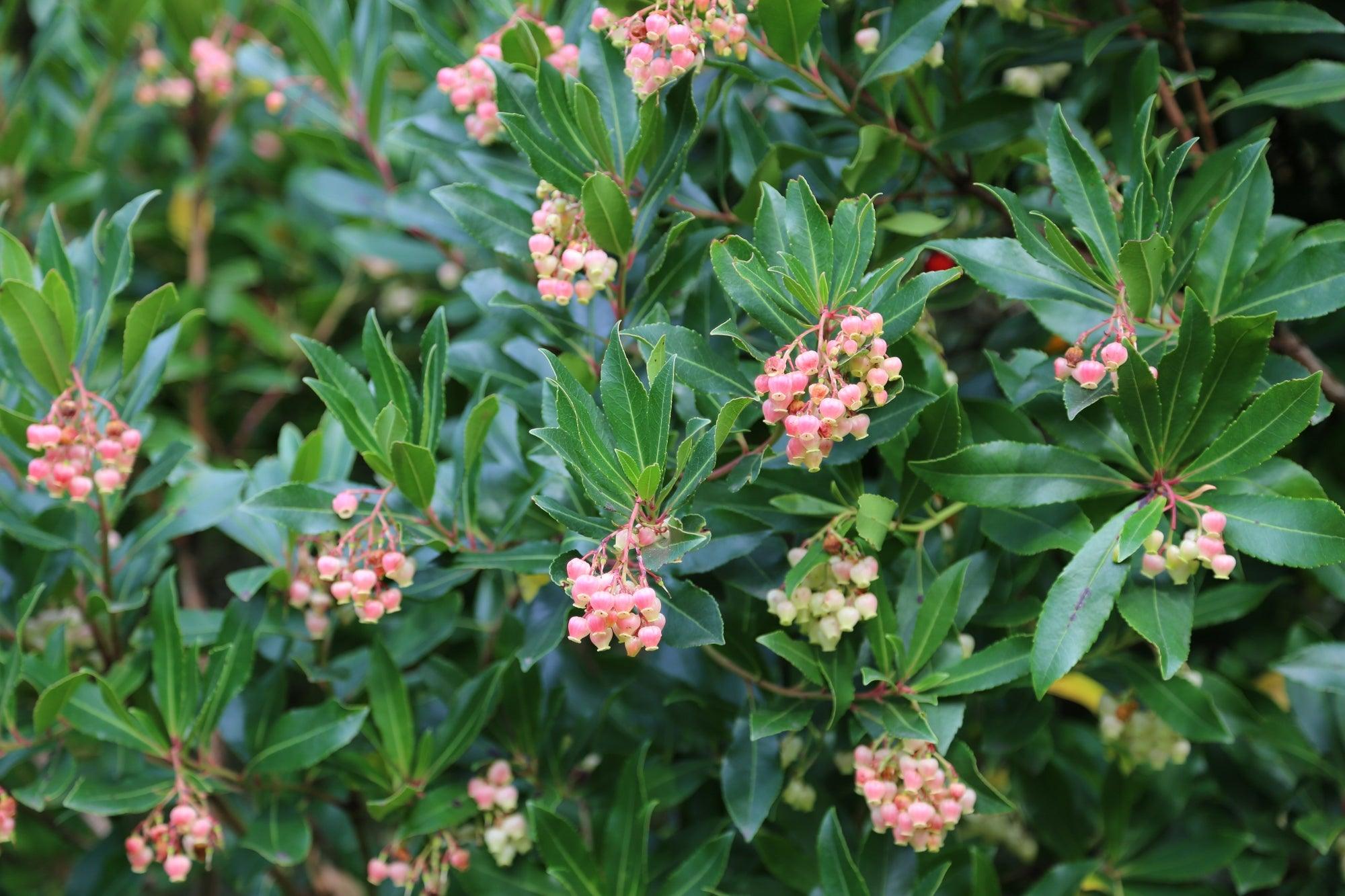 Ten evergreen trees for gardens