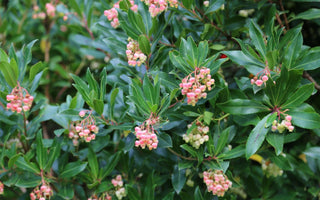 Ten evergreen trees for gardens