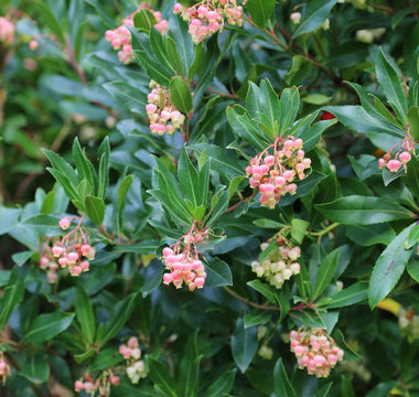 Ten evergreen trees for gardens