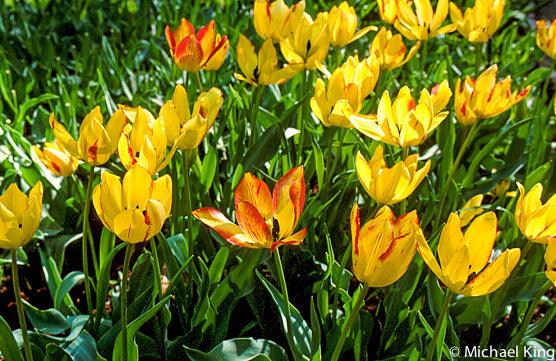 Time for Tulips