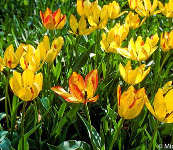 Time for Tulips