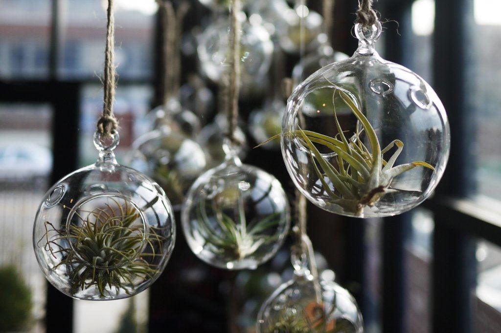 Great Tips For Bottle Gardens and Terrariums