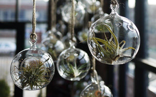 Great Tips For Bottle Gardens and Terrariums