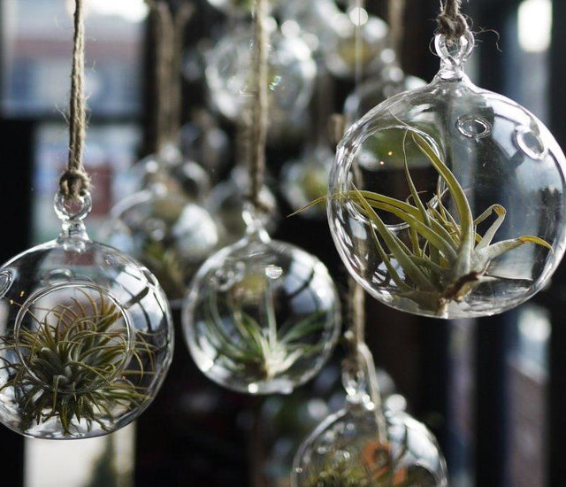 Great Tips For Bottle Gardens and Terrariums Learning with Experts