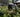 Fair Trade: The Great British Plant Fair
