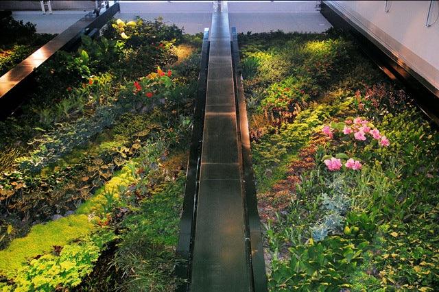 Living Walls; A Designer Dream or Ecologist's Nightmare?