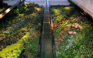 Living Walls; A Designer Dream or Ecologist's Nightmare?