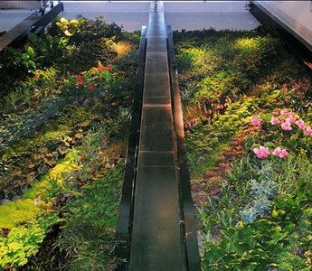Living Walls; A Designer Dream or Ecologist's Nightmare?