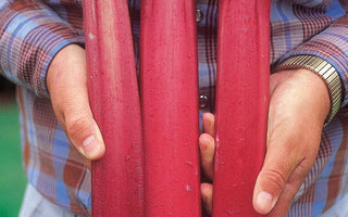 Valentine&rsquo;s Day Gifts for Gardeners