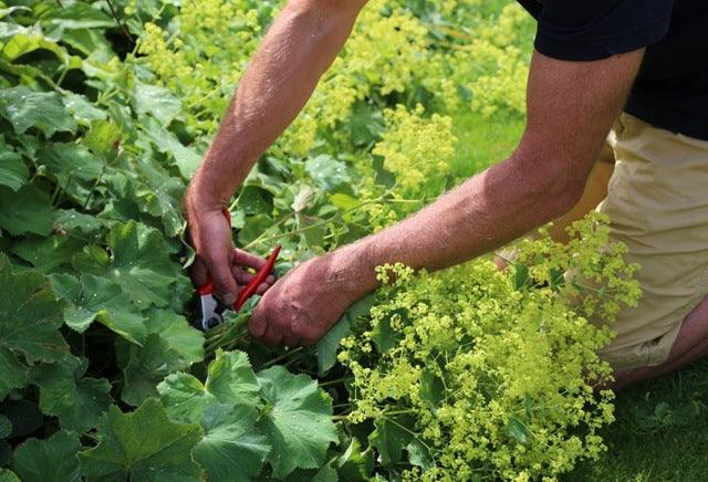 Cutting back perennials and pruning shrubs in midsummer