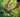 Cutting back perennials and pruning shrubs in midsummer